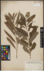 Foto von Salix L.